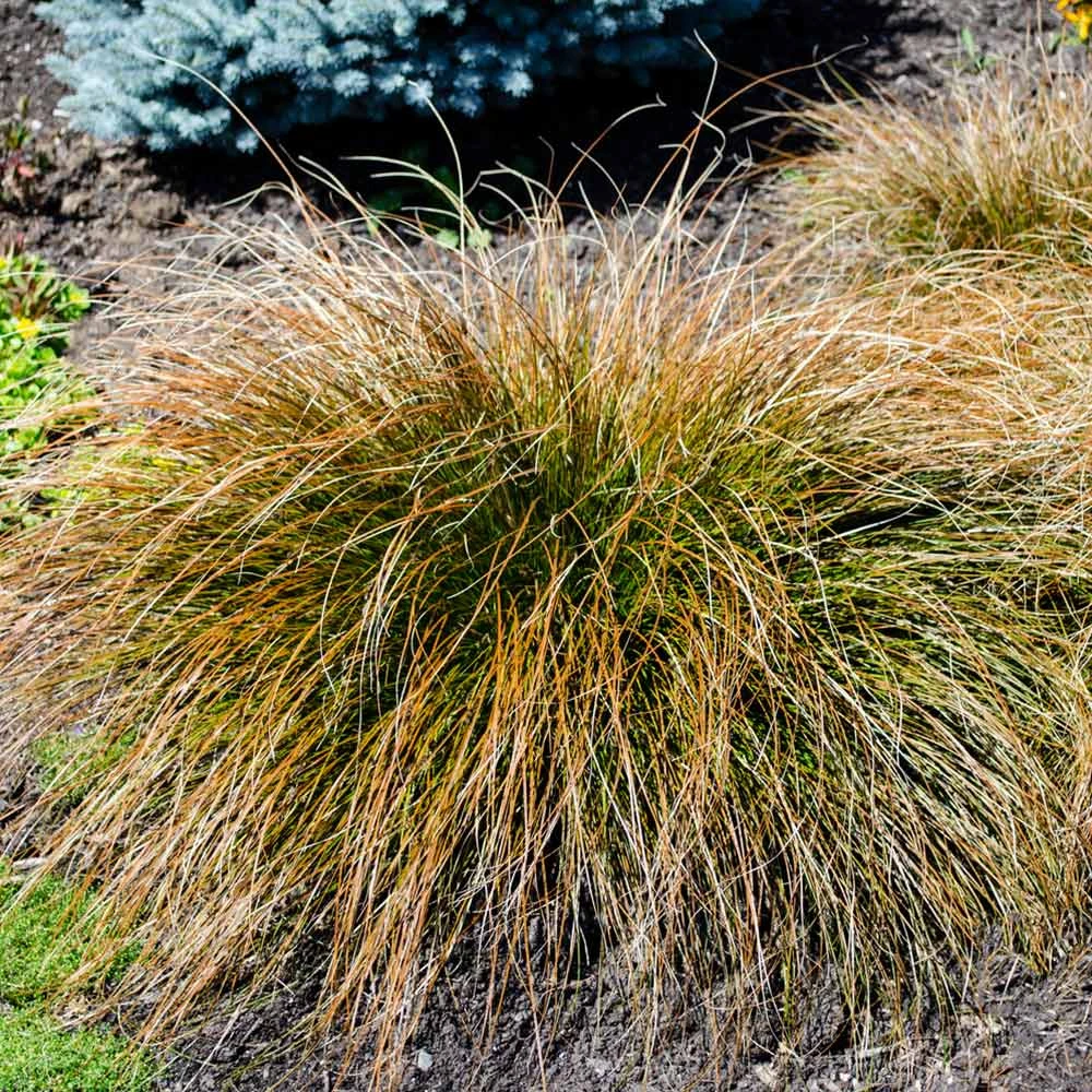 Prairie Fire Sedge 5 Prairie Fire Sedge - Image 3