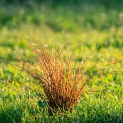 Prairie Fire Sedge 9 Prairie Fire Sedge -Plant Sale Shop Prarie Fire Sedge 5 FGT