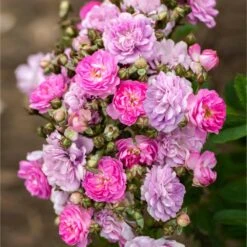 Pretty Polly® Lavender Rose -Plant Sale Shop Pretty Polly Lavender 1 FGT