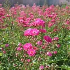 Pretty Polly® Pink Rose -Plant Sale Shop Pretty Polly Pink