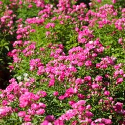 Pretty Polly® Pink Rose -Plant Sale Shop Pretty Polly Pink 3 FGT