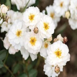 Pretty Polly® White Rose