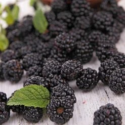 Prime Ark Freedom Blackberry - USDA Organic 9 Prime Ark Freedom Blackberry - USDA Organic -Plant Sale Shop Prime Ark Freedom Blackberries 2 450w 6eb9fce9 bbe8 4d18 aff3 ccaf8f5427c6