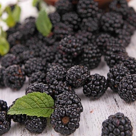 Prime Ark Freedom Blackberry - USDA Organic 6 Prime Ark Freedom Blackberry - USDA Organic - Image 4