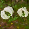 Mexican Flowering Dogwood Tree -Plant Sale Shop Pringle Mexican Dogwood 600x600 79a34edc 828c 408c 9d78 63e10ddfa66c