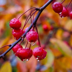 Profusion Crabapple Tree 11 Profusion Crabapple Tree -Plant Sale Shop Profussion Crabapple 6