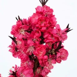 Ruby Ruffle™ Patio Peach Tree 10 Ruby Ruffle™ Patio Peach Tree -Plant Sale Shop Prunus RubyRuffles 2
