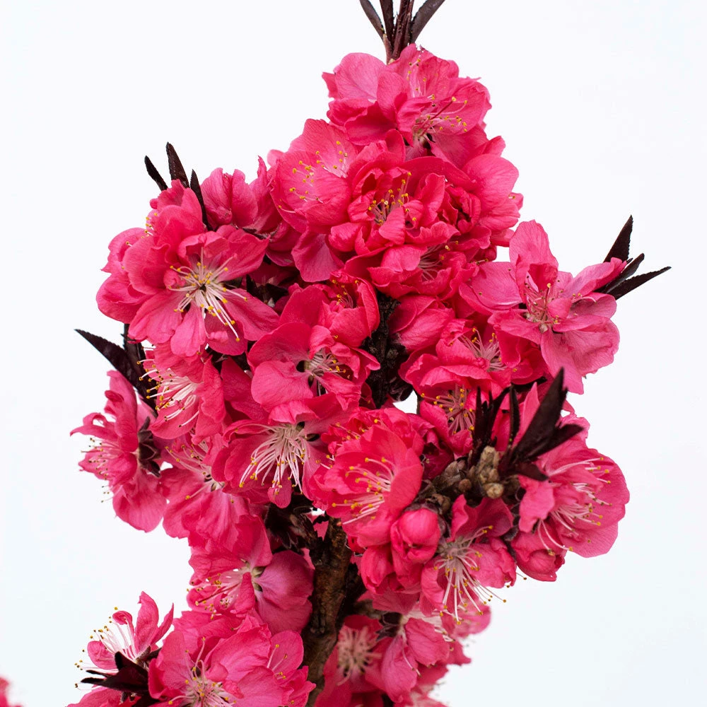 Ruby Ruffle™ Patio Peach Tree 5 Ruby Ruffle™ Patio Peach Tree - Image 3