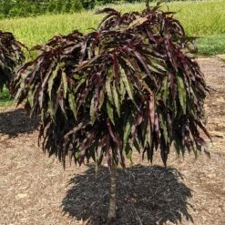 Ruby Ruffle™ Patio Peach Tree 11 Ruby Ruffle™ Patio Peach Tree -Plant Sale Shop Prunus RubyRuffles 3