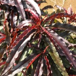 Ruby Ruffle™ Patio Peach Tree 13 Ruby Ruffle™ Patio Peach Tree -Plant Sale Shop Prunus RubyRuffles 6