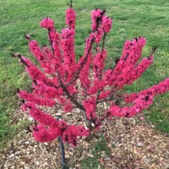 Ruby Ruffle™ Patio Peach Tree 12 Ruby Ruffle™ Patio Peach Tree -Plant Sale Shop Prunus RubyRuffles 7