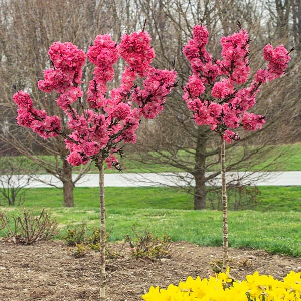 Ruby Ruffle™ Patio Peach Tree 3 Ruby Ruffle™ Patio Peach Tree