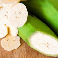 Puerto Rican Plantain Banana Tree 12 Puerto Rican Plantain Banana Tree -Plant Sale Shop Puerto Rican Plantain Banana Tree 3