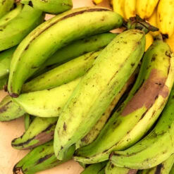 Puerto Rican Plantain Banana Tree 11 Puerto Rican Plantain Banana Tree -Plant Sale Shop Puerto Rican Plantain Banana Tree 7