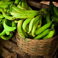 Puerto Rican Plantain Banana Tree 13 Puerto Rican Plantain Banana Tree -Plant Sale Shop Puerto Rican Plantain Banana Tree 9