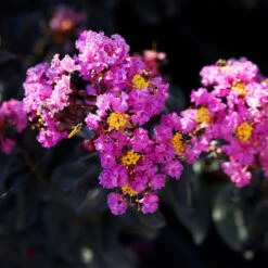 Black Diamond® Crape Myrtle - Purely Purple™ -Plant Sale Shop Purely Purple 1