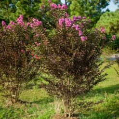 Black Diamond® Crape Myrtle - Purely Purple™ -Plant Sale Shop Purely Purple 3