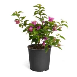 New River Purple Bougainvillea 21 New River Purple Bougainvillea -Plant Sale Shop Purple Bougainvillea 6inch