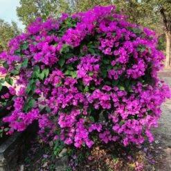 New River Purple Bougainvillea 15 New River Purple Bougainvillea -Plant Sale Shop Purple Bougainvillea New River 11