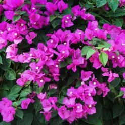 New River Purple Bougainvillea 19 New River Purple Bougainvillea -Plant Sale Shop Purple Bougainvillea New River 12 FGT