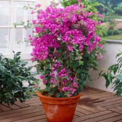 New River Purple Bougainvillea 18 New River Purple Bougainvillea -Plant Sale Shop Purple Bougainvillea New River 2