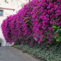 New River Purple Bougainvillea 20 New River Purple Bougainvillea -Plant Sale Shop Purple Bougainvillea New River 7 FGT