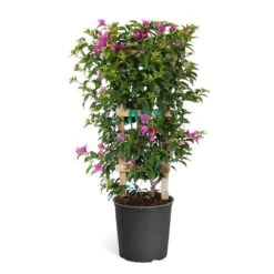 New River Purple Bougainvillea 22 New River Purple Bougainvillea -Plant Sale Shop Purple Bougainvillea Trelis