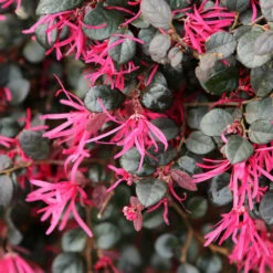 Purple Daydream® Dwarf Loropetalum -Plant Sale Shop Purple Daydream Loropetalum 1