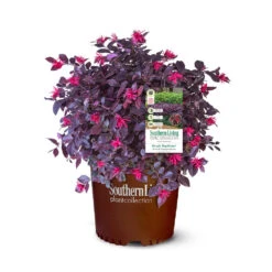 Purple Daydream® Dwarf Loropetalum -Plant Sale Shop Purple Daydream Loropetalum 2