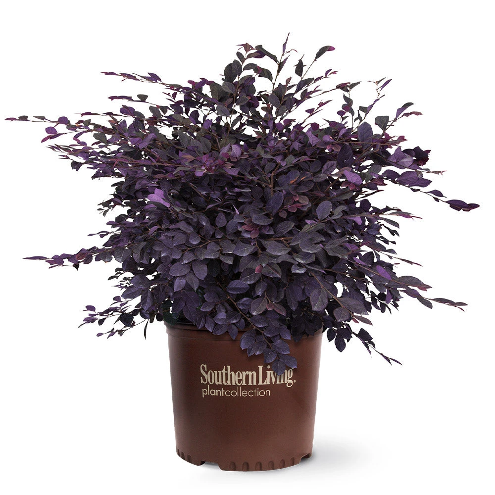 Purple Diamond® Semi-Dwarf Loropetalum 7 Purple Diamond® Semi-Dwarf Loropetalum - Image 5