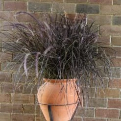 Purple Fountain Grass 12 Purple Fountain Grass -Plant Sale Shop Purple Fountain Grass 1