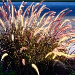 Purple Fountain Grass 13 Purple Fountain Grass -Plant Sale Shop Purple Fountain Grass 2