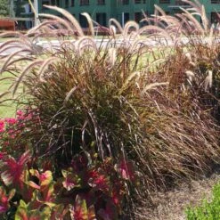 Purple Fountain Grass 11 Purple Fountain Grass -Plant Sale Shop Purple Fountain Grass 4 FGT