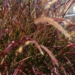 Purple Fountain Grass 10 Purple Fountain Grass -Plant Sale Shop Purple Fountain Grass 5