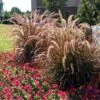 Purple Fountain Grass 2 Purple Fountain Grass -Plant Sale Shop Purple Fountain Grass FGT 600x600jpg