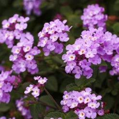 Purple Lantana 8 Purple Lantana -Plant Sale Shop Purple Lantana 6 FGT