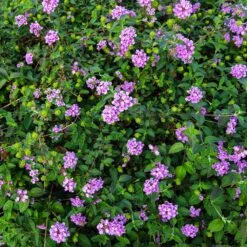 Purple Lantana 9 Purple Lantana -Plant Sale Shop Purple Lantana 7 FGT