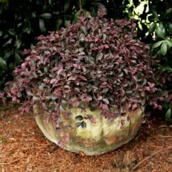 Purple Pixie® Dwarf Weeping Loropetalum 10 Purple Pixie® Dwarf Weeping Loropetalum -Plant Sale Shop Purple Pixoe Loropetalum 2