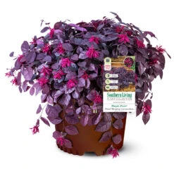 Purple Pixie® Dwarf Weeping Loropetalum 12 Purple Pixie® Dwarf Weeping Loropetalum -Plant Sale Shop Purple Pixoe Loropetalum 3