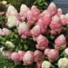 Quick Fire® Hydrangea Tree 1 Quick Fire® Hydrangea Tree -Plant Sale Shop QyuickFire Hydrangea 600x600 918e21fe 60f2 4c27 aaf0 389fdb256232