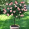 Rainbow Knock Out® Rose Tree -Plant Sale Shop Rainbow Knock Out Rose Tree 350 THUMBNAIL FGT