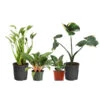 Rare House Plant Kit 2 Rare House Plant Kit -Plant Sale Shop Rare House Plant 600x600 d015dd8a 6c8e 4279 9933 bd5f2fe9ec3f