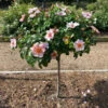 Raspberry Kiss™ Rose Tree 2 Raspberry Kiss™ Rose Tree -Plant Sale Shop Raspberry Kiss Rose tree BB 600x600 e3ca4c8c 700e 49a6 929f edfb8e3cdb42