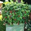 Bushel And Berry® Raspberry Shortcake® Bush -Plant Sale Shop Raspberry Shortcake FGT 600x600 edb63ed1 c16d 4d68 b722 da3bd8e6cc21