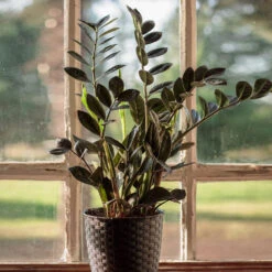 Raven ZZ Plant 7 Raven ZZ Plant -Plant Sale Shop Raven ZZ 1