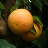 Ray Ruby Grapefruit Tree -Plant Sale Shop Ray Ruby 3 600x600 dcf928f3 a29b 418f 8220 5b20e13dc0cf