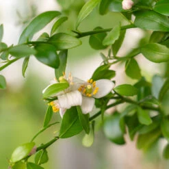 Red Finger Lime Tree 9 Red Finger Lime Tree -Plant Sale Shop Red FInger Lime 2 6caf0467 1911 48e7 a9fa babb0a6fffe5