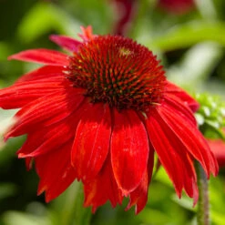 Sombrero® Salsa Red Coneflower 10 Sombrero® Salsa Red Coneflower -Plant Sale Shop Red Salsa Coneflower 4