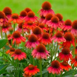 Front Page -Plant Sale Shop Red Salsa Coneflower 5 FGT