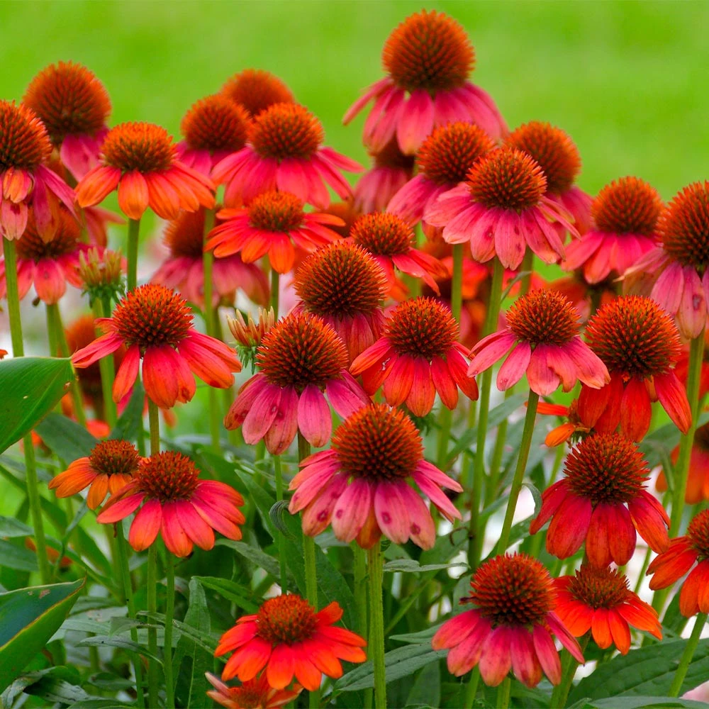Sombrero® Salsa Red Coneflower 4 Sombrero® Salsa Red Coneflower - Image 2